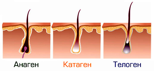 Анаген телоген катаген фото