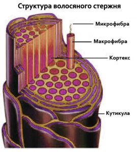 Строение волос