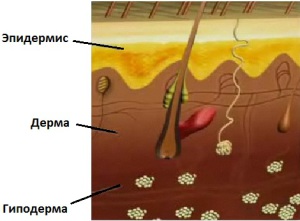 Как устроена кожа головы thumbnail